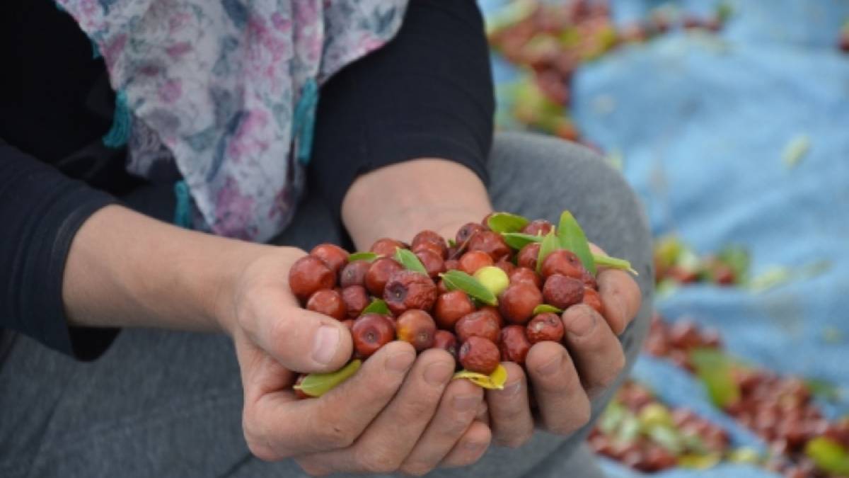 Şifa deposu tezgahlardaki yerini aldı! Diyabetten karaciğere: Kilosu 80 liraya satılıyor