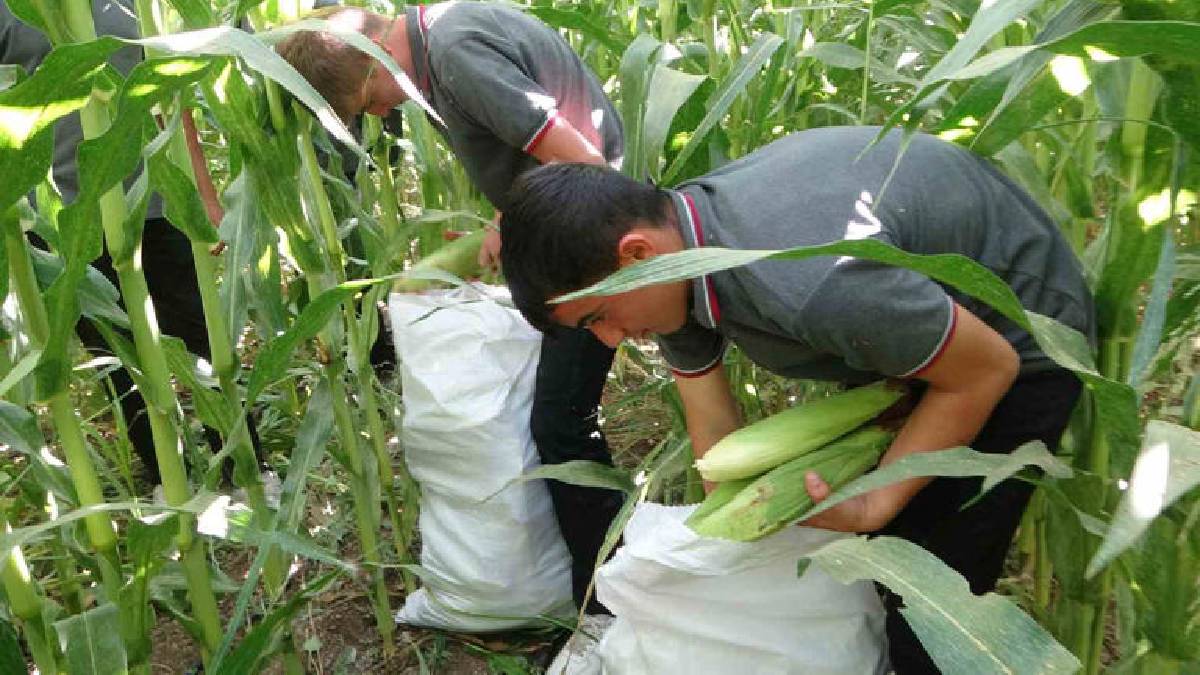 Öğrenciler yetiştirdi, yine onlar hasat edecek! 110 dekarda bereketli ürün: 700 tona yakın hasat bekleniyor