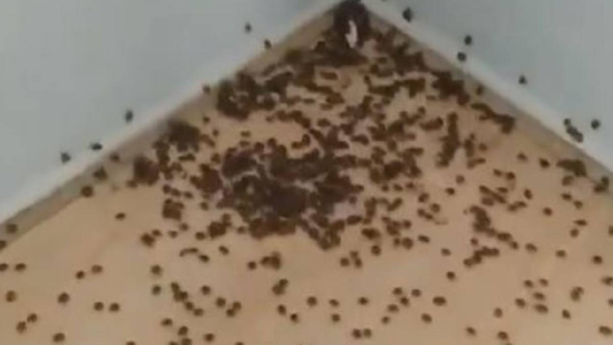 Karadeniz’in belası göz açtırmıyor! Görüntüler Ordu’dan: “Bunlarla nasıl baş edilecek?”