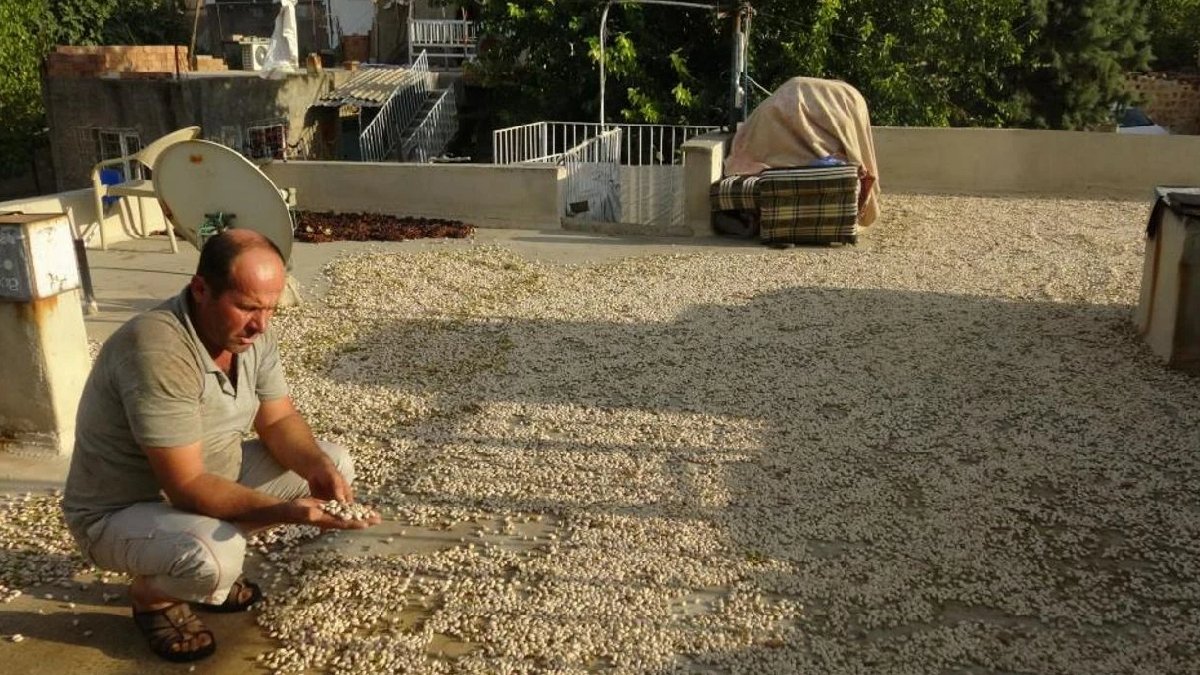 Ya dama seriliyor ya da araziye… Yeşil altın değirmenleri harıl harıl çalışıyor! Kilosu bu yıl 600 TL’den satılıyor