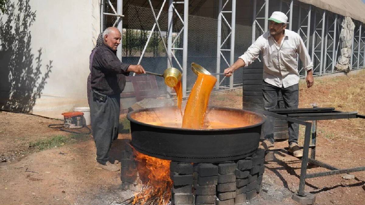 Bağlardan toplanıp, imece usulü sıkılıyor! Kazan kazan kaynıyor, litresi 500 liraya satılıyor