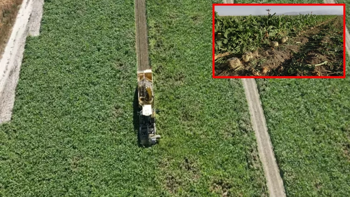 150 dekarlık alana ektiler, 1500 ton hasat bekliyorlar! Gıda başta olmak üzere birçok sektörde kullanılacak