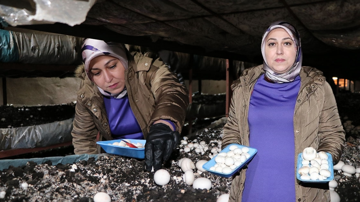 Devlet desteği ile kendi işini kurdu, üretime başladı! 45 günde 75 ton mantar üretiyor