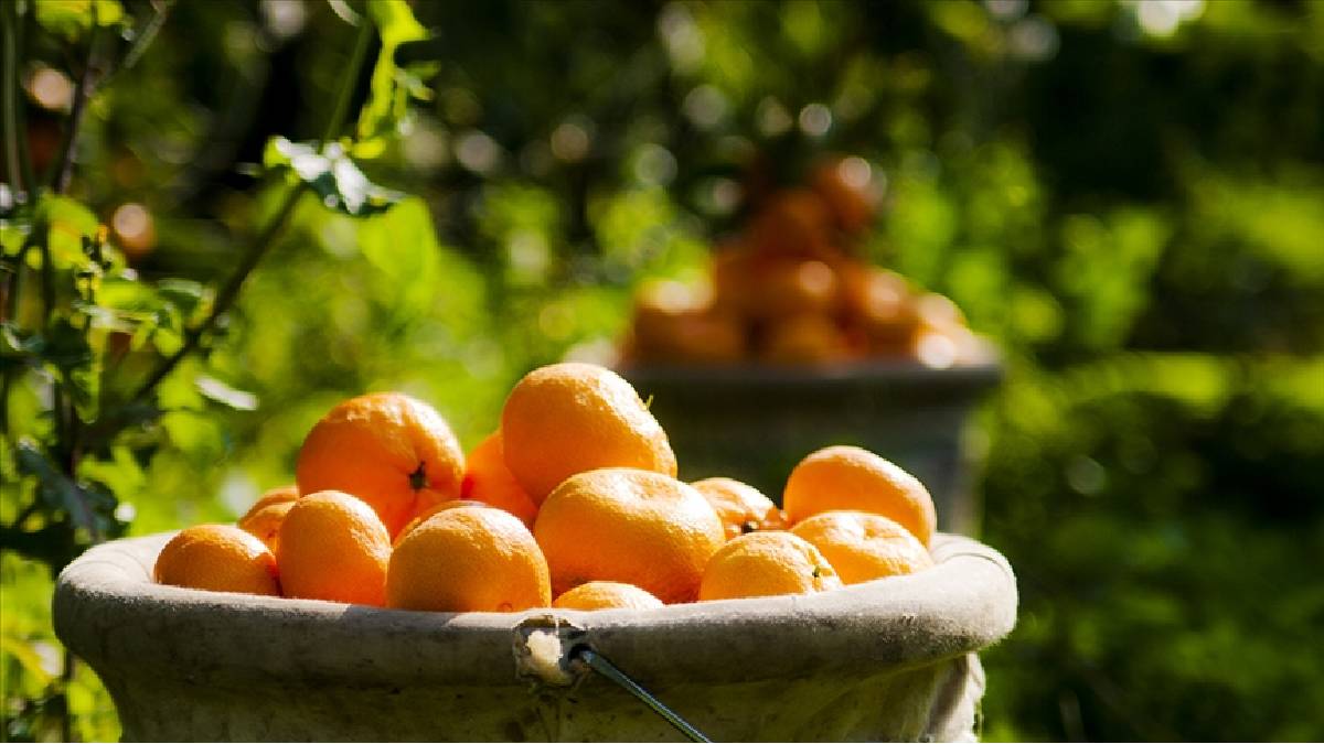 Limonu, portakalı solladı, C vitamini şampiyonu oldu! Duyan şaşırıyor: En fazla C vitamini bu meyvede