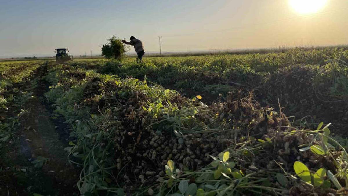 Şanlıurfa’da maliyet arttı, fiyat düştü! Üretici pamuğu bıraktı, yerine yer fıstığı ekimi başladı
