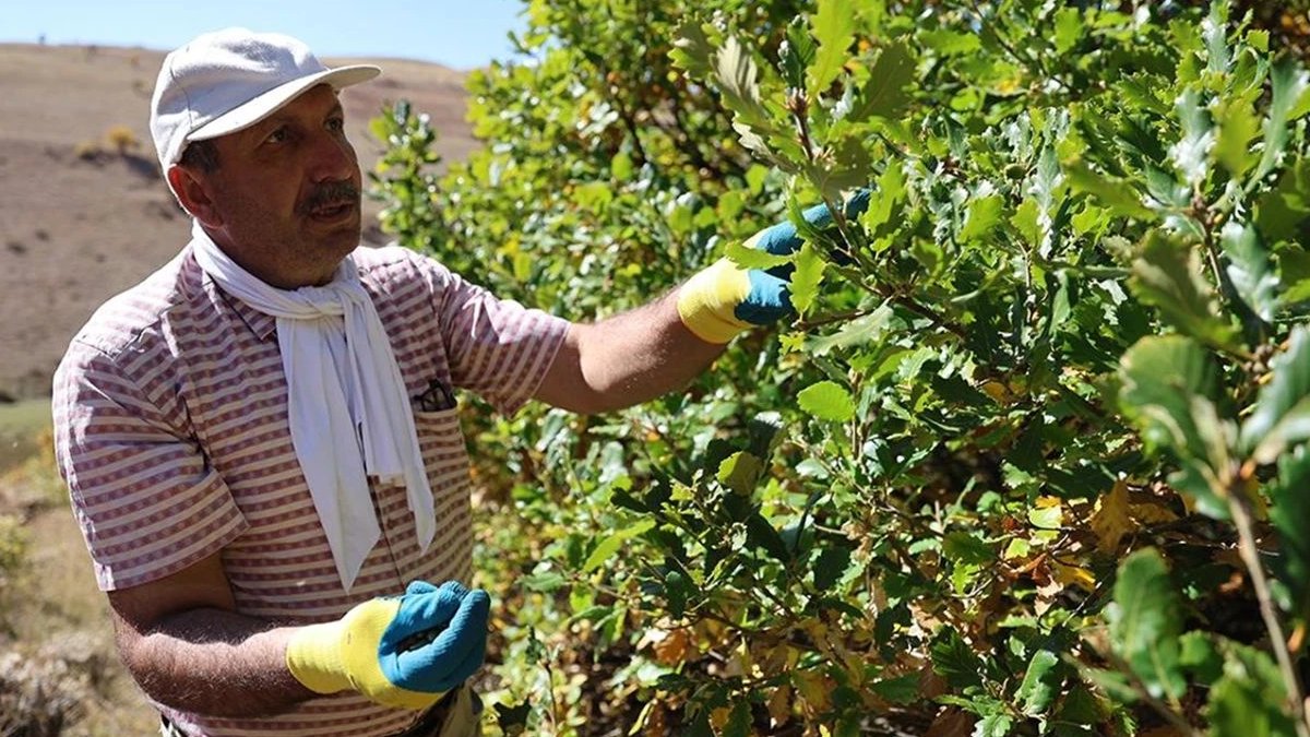 Gönüllü olarak yapıyor, Bayburt’u renklendiriyor! Çorak topraklar bile çiçek açıyor
