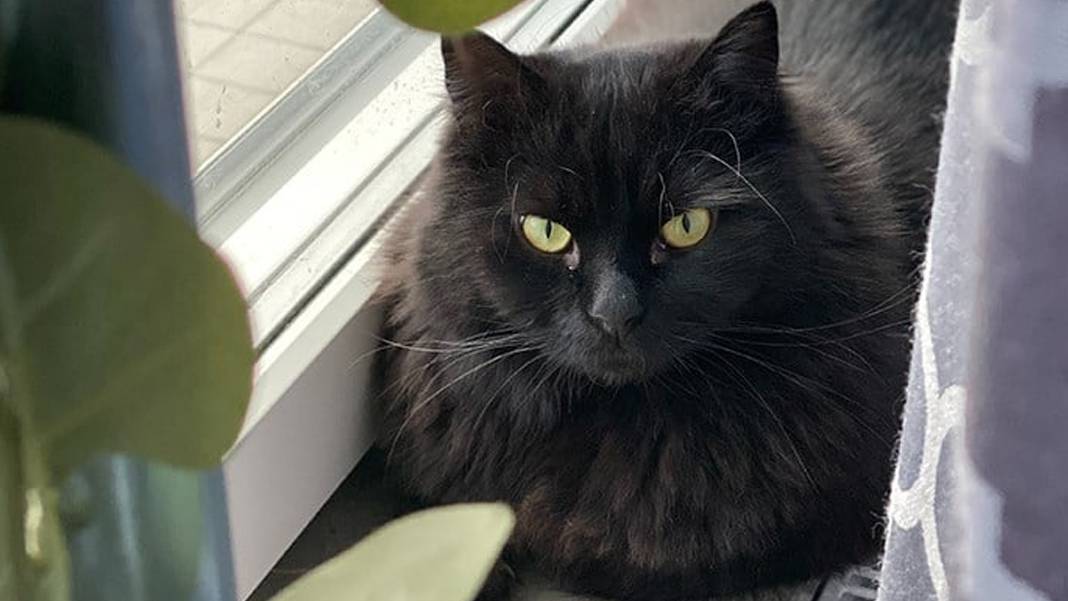 İspanya'da 'Cadılar Bayramı' kararı: Siyah kedi sahiplenme yasağı başladı