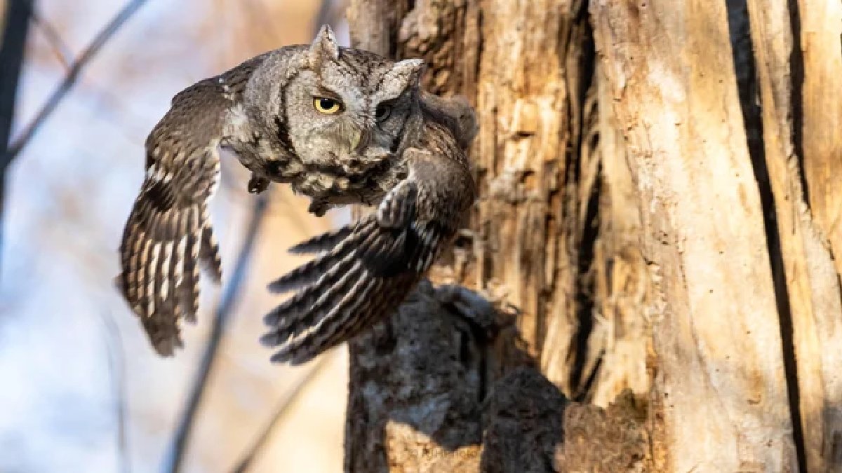 Gecenin sessiz avcıları! Fısıltıları bile duyuyor, yüzünde resmen çanak anten taşıyor