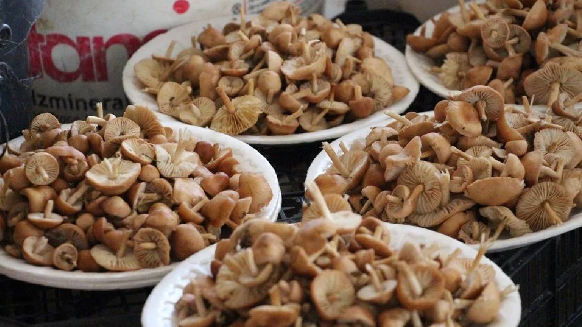 Ormandan kova kova topluyorlar, pazarda 400 liraya satıyorlar! Et yerine ona talep var