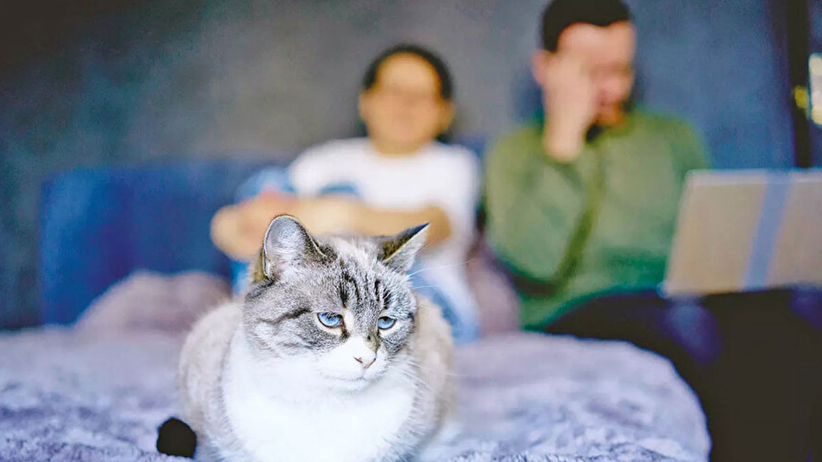 Boşanma protokolünde bir ilk: Evcil hayvana 10 yıl boyunca nafaka ödenecek