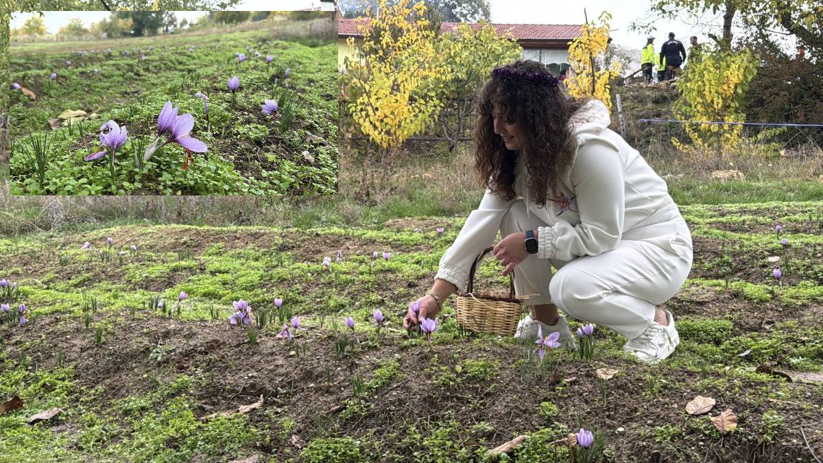 Dünyanın en pahalı baharatı! Kilosu 600 bin liraya satılıyor: Karabük’ün tescilli lezzeti