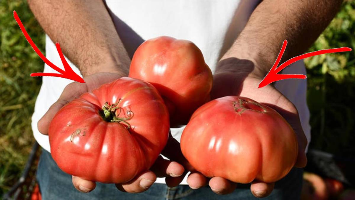 İriliği gözü, lezzeti mideyi doyuruyor! Tescilli Kozluk domatesinde hasat vakti: Tamamen geleneksel üretiliyor
