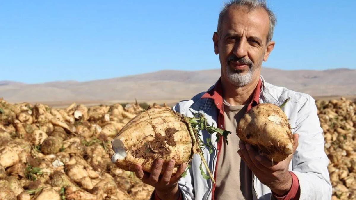 Sulaması gübrelemesi her şeyi titizlikle yapılıyor, verimi bol alınıyor! Çiftçinin göz bebeği:Makinelerle kolayca hasat ediliyor
