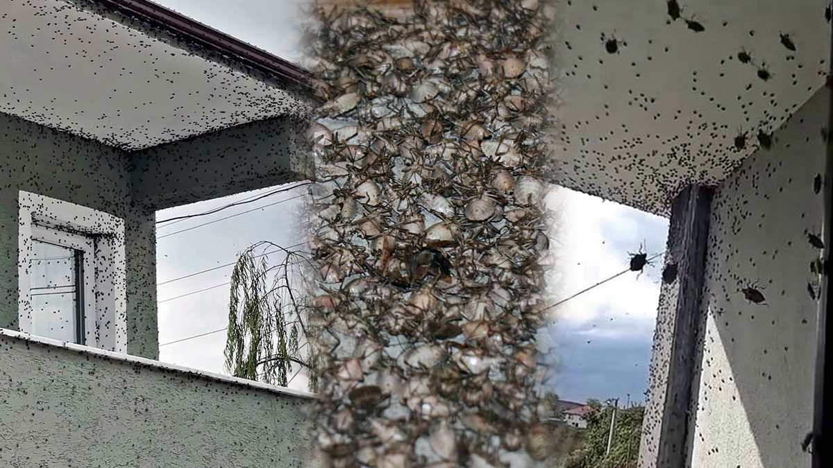 Soğuklardan kaçan kahverengi kokarca böcekleri, evleri istila ediyor!