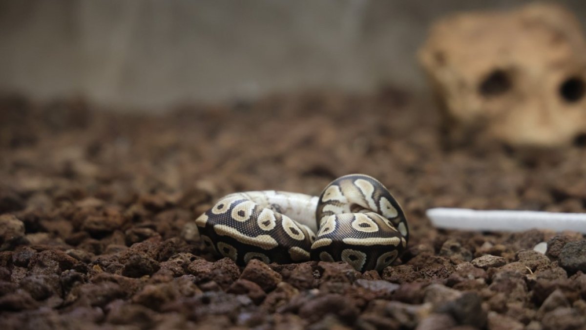 Polisi bile şaşırttı! Rutin kontrolde cebinden çıktı: Yavru piton koruma altına alındı