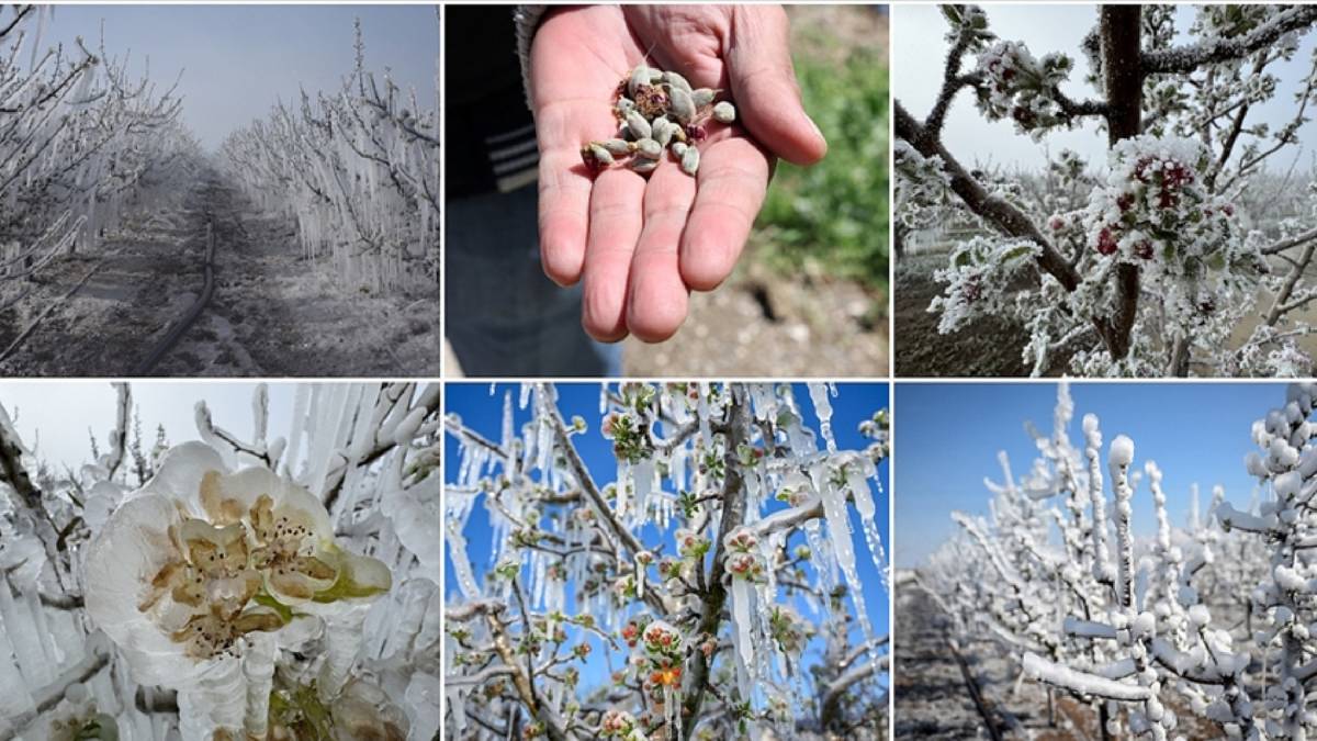 Tarım Bakanı’ndan çiftçiye müjde! Zirai dondan etkilenenlere destek başladı: 13 milyar 221 milyon lira ödeme yapılacak