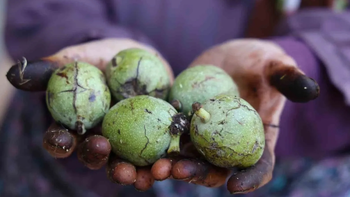 Ürün azaldı, altın gibi değerlendi! Kilosu 150 liraya kadar yükseldi: Tatlılar onsuz kalacak