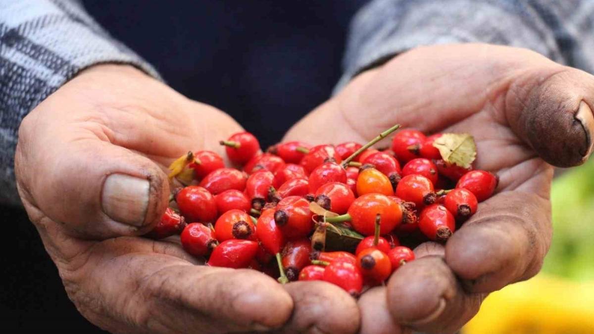 Doğal şifa kaynağına rağbet çok! Pazar tezgahları dolup taştı: Kilosu 200 liraya satılıyor
