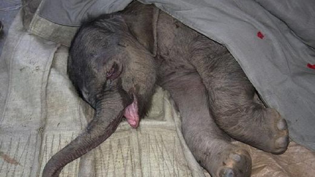 Hayvanlarında kalbi kırılır! Aralıksız 5 saat ağladı: Minik fil Zhuangzhuang'ın hikayesi yürek burkuyor
