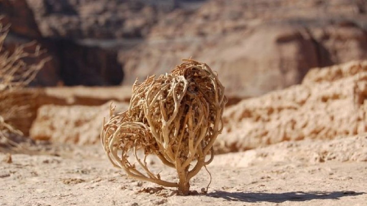 Ölümsüz bitki olarak biliniyor, yıllarca susuz yaşıyor! Suya değdiği an da can buluyor