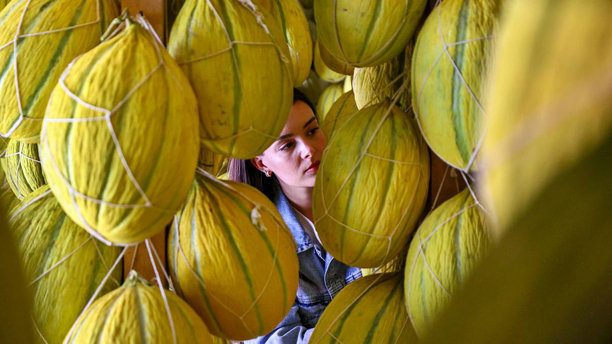 AB onaylı lezzet! Kırkağaç kavunu, kış aylarında da tezgahlarda