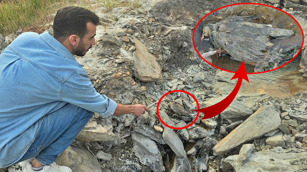 Bu vadi insanlara şifa, hayvanlara ölüm getiriyor!