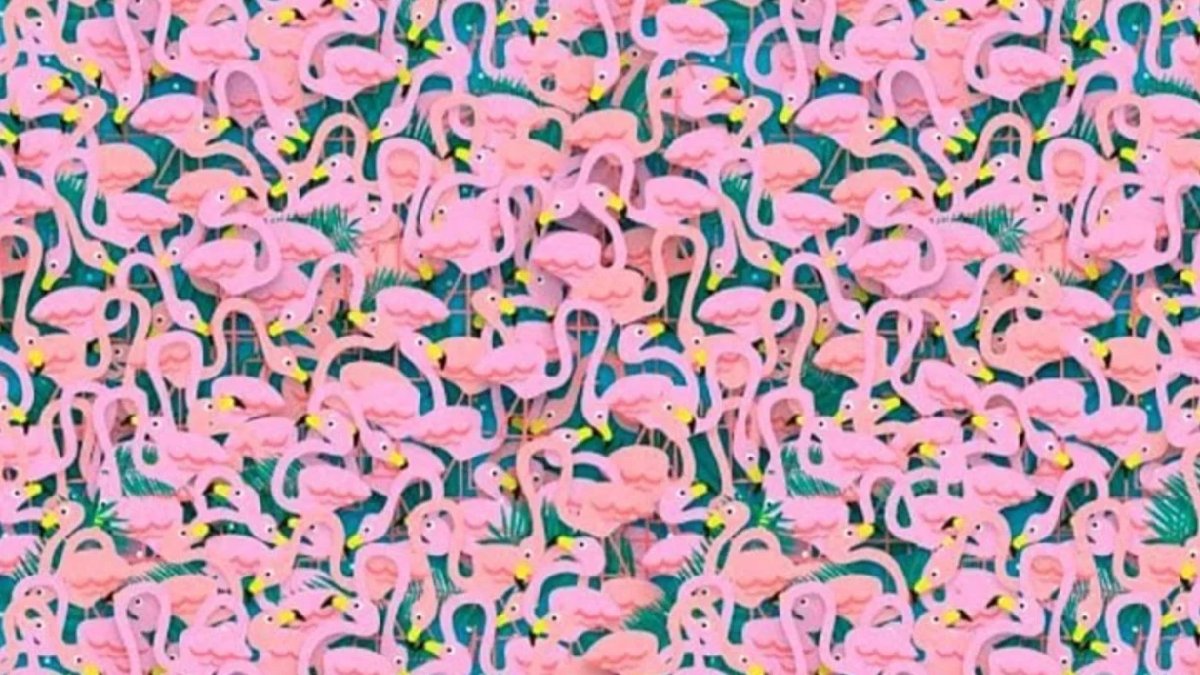 Gözleriniz size oyun oynuyor! Yüksek IQ'lular bile zorlanıyor: Flamingolar arasındaki saklı dansçıyı 5 saniyede bulun