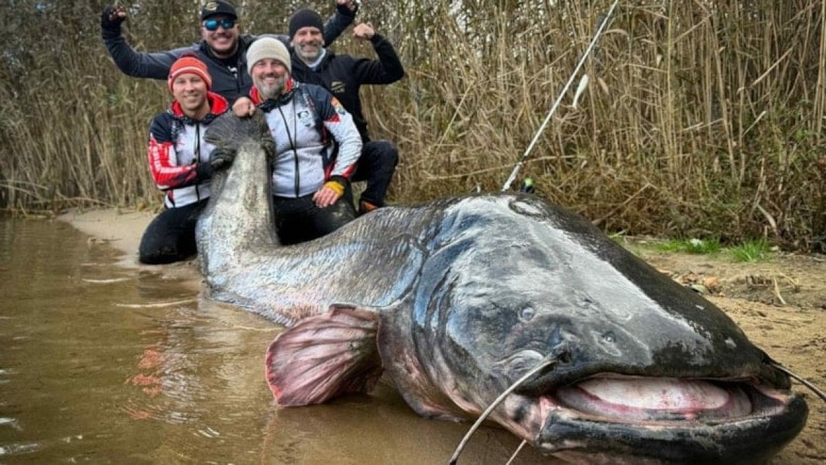 Oltaya gelen dev balık rekor getirdi! 3 metrelik yayın balığı dünyayı şaşırttı: Tüm zamanların en büyüğü