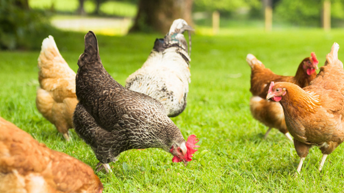 Japonya’da kuş gribi paniği: 460 bin tavuk öldürülecek