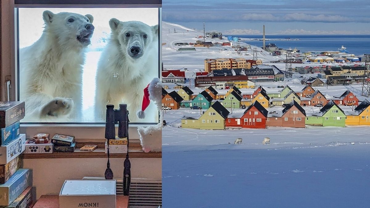 İnsan değil kutup ayısı topluluğu fazla! Dünyanın en ilginç yeri: Yazın en yüksek sıcaklık 5 derece