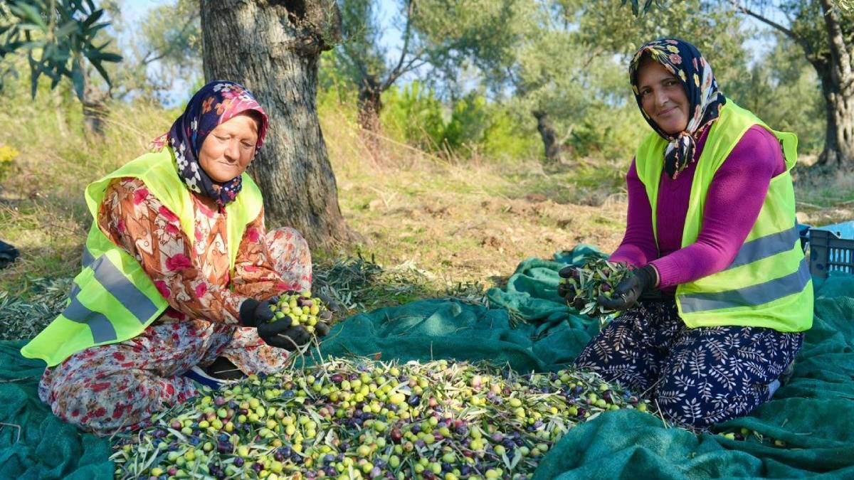 Burhaniye'de zeytin hasadı başladı