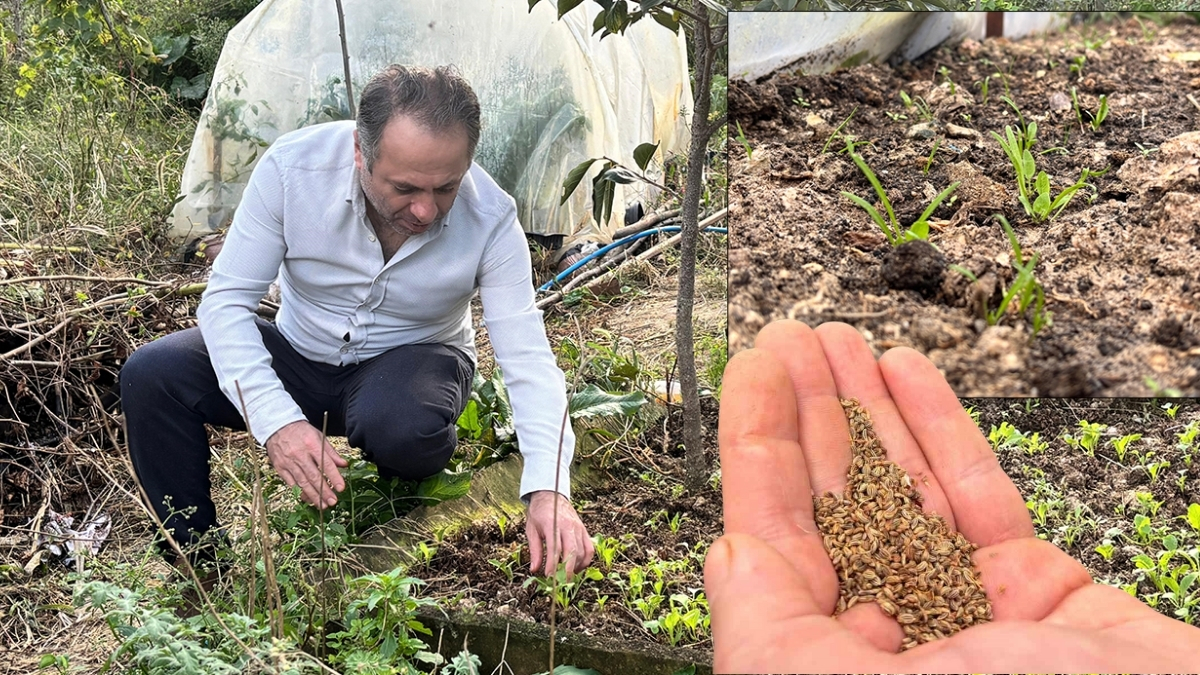 Evinin balkonunu seraya çevirdi, ülkenin umudu oldu! 150 binden fazla ata tohumunu ücretsiz gönderdi