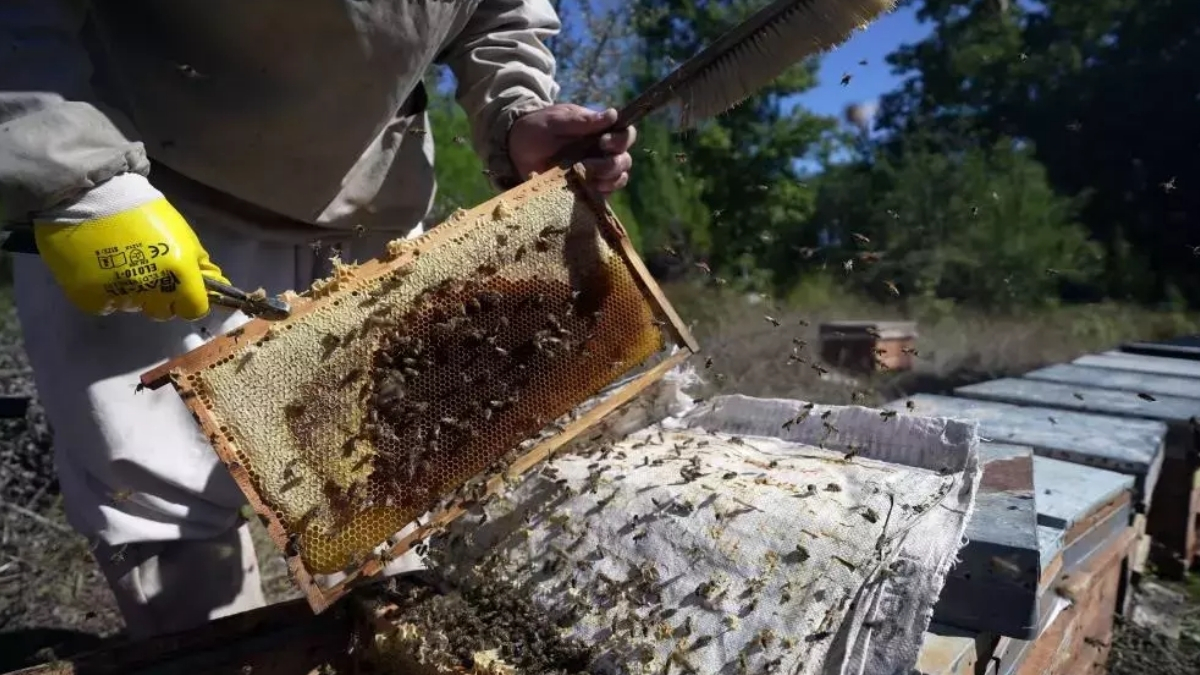 Dünya üretiminin yüzde 92’sini Türkiye karşılıyor! 20 bin ton rekolte bekleniyor: Tenekesi 5 bin lira