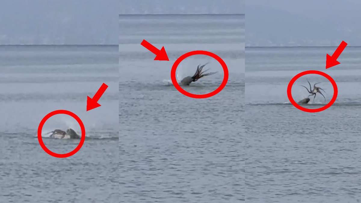 Görüntüler bir belgeselden değil, İzmir'den! Ahtapotu yediği anlar anbean kameraya yansıdı