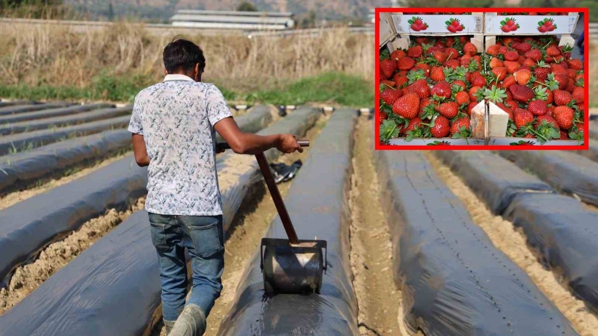 Türkiye’nin üretiminde bir numara! Sezonun yeni ürünleri için çalışmalar başladı: Kilosu 72 lira