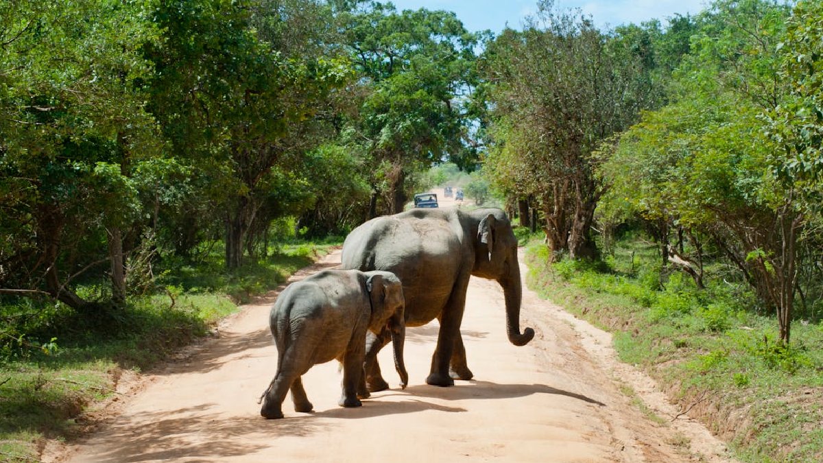Görüntüleriyle korku salıyorlar ama bir sünger kadar yumuşaklar! Fillerin devasa ayaklarının gerçek yüzünü gördünüz mü?