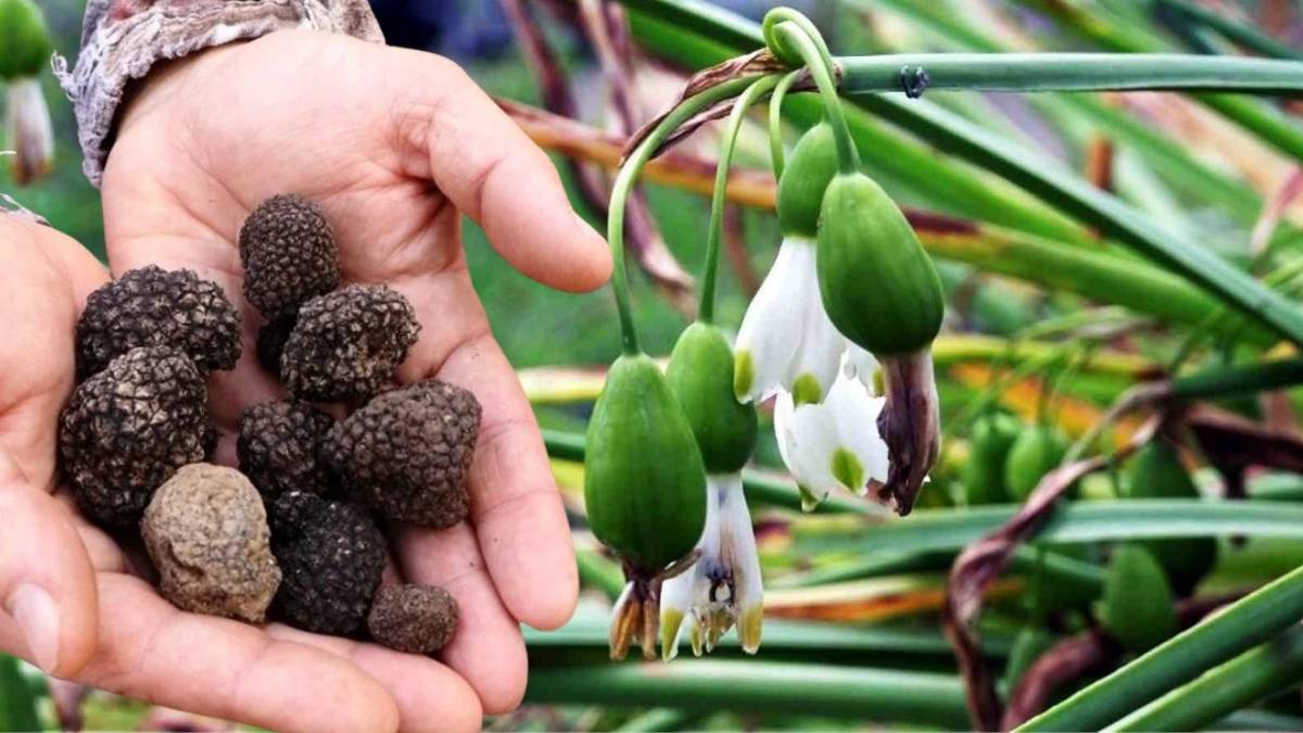 Samsunlu çiftçiler yönünü ona çevirdi karşılığını aldı! Sadece 9 ayda1 milyon 227 bin TL kazanç elde etti