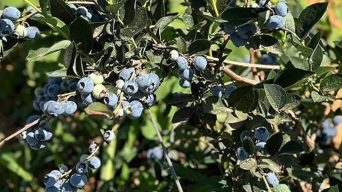 Atıktan enerji elde edildi, üretime geçildi! Ankara’da yaban mersini yetişti: Yılda 60 ton verim bekleniyor