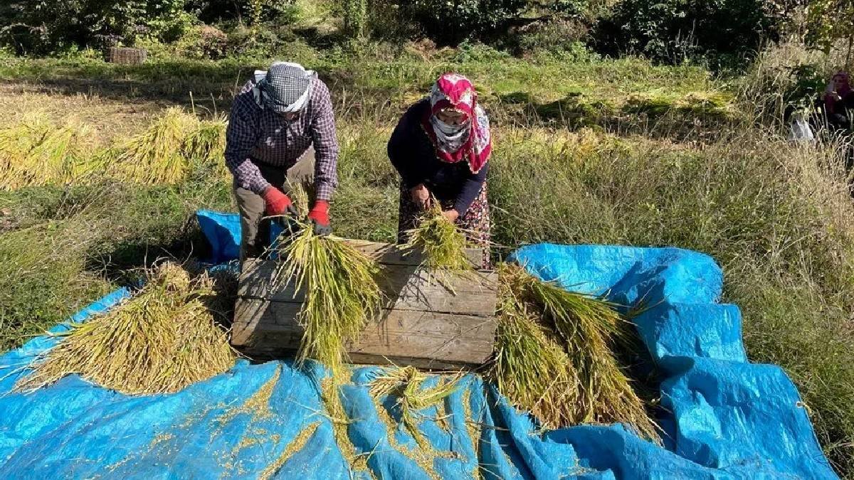 Görüntüsüne aldanmayın, bu iş “Çok zor”! Geleneksel üretim bu yörede de başladı: Üretici her şeye rağmen güldü