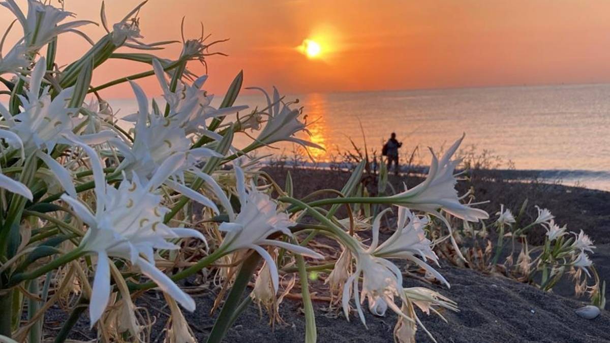 Nesli tükenmeden harekete geçildi! Akdeniz’in güzelliği için önlem alındı: Koparmanın cezası 2 milyon 800 lira