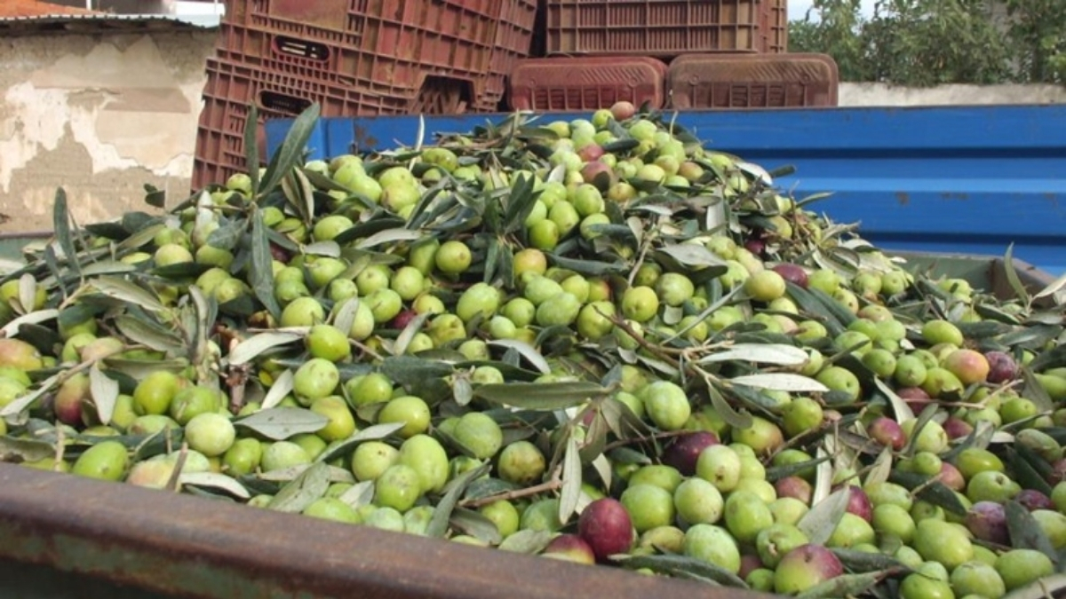 Elekler kuruldu, hasat başladı! Son yağmurlar verimi artırdı: Kilosu 80 liraya tezgaha inecek