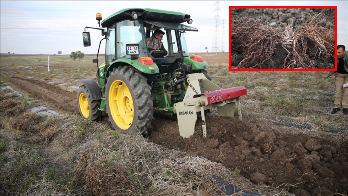 Uğruna casusluk yapılan bitkinin hasadı başladı! Osmanlı’dan günümüze gelen miras: "Efsane renk"
