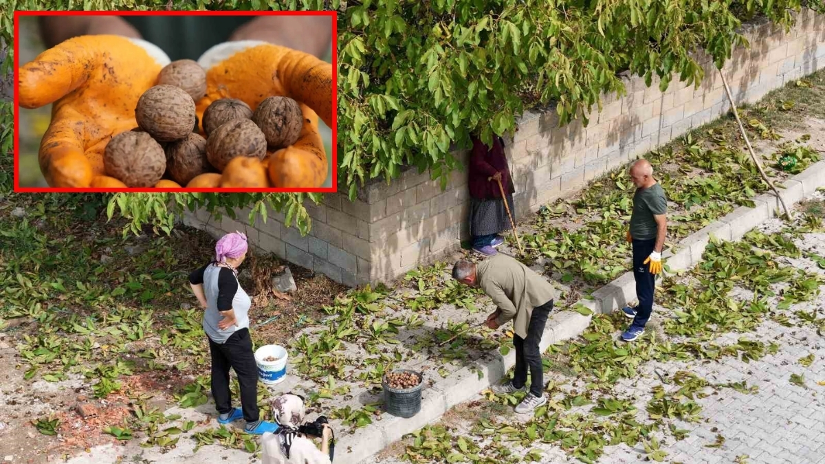 Hem kendiliğinden yetişiyor hem köylüler ekiyor! Erzincan’da hasat başladı: Verim yüksek yüzler gülüyor
