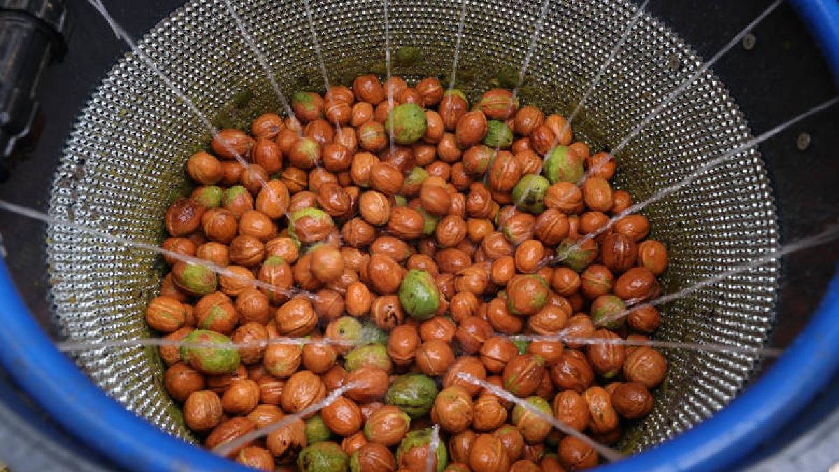 Büyükşehir’in ceviz soyma makineleri üreticilerin hizmetinde