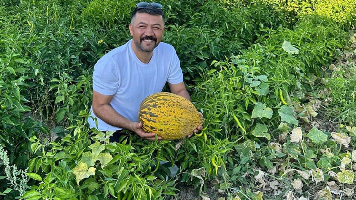 Dışa bağımlılık bitiyor! %100 yerli tohumla üretildi, hasadı yüz güldürdü!