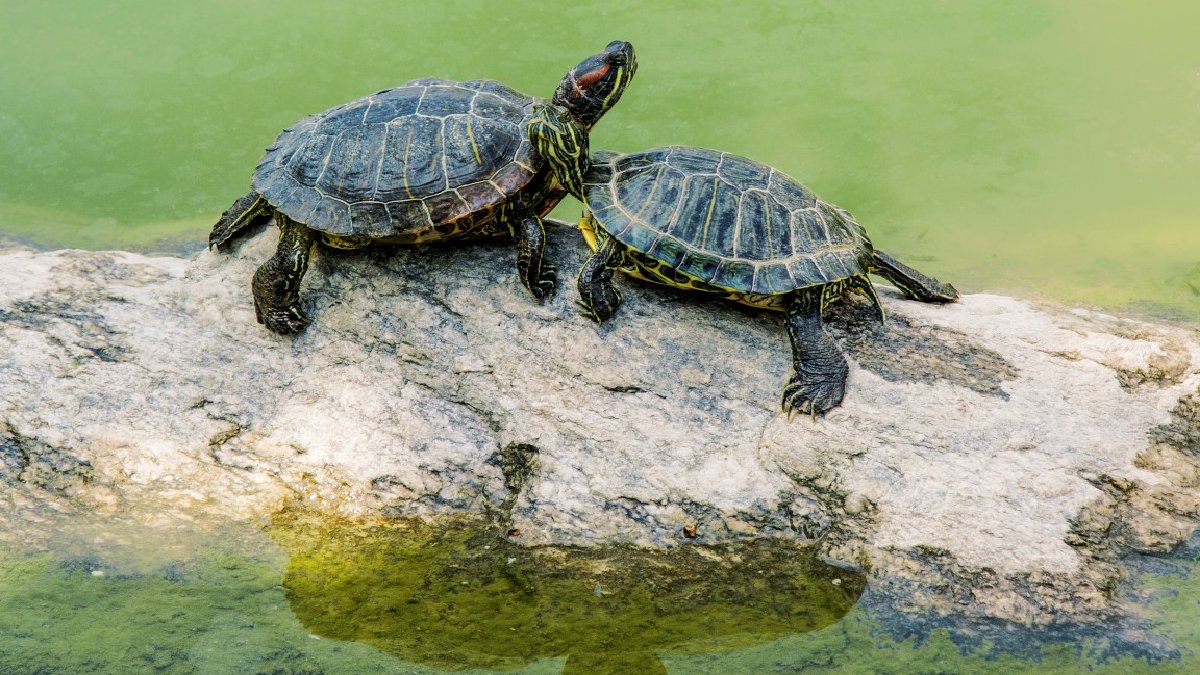 Doğanın gizemli yaşamları! Kaplumbağalarda eşine kur yapıyormuş… İşte o sevimli anlar