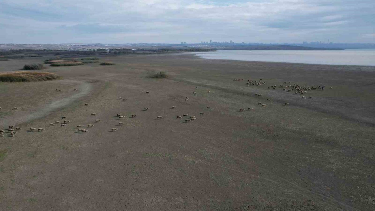 İstanbul'da su alarmı! Büyükçekmece Gölü'nde su seviyesi kritik düzeyde: Kuruyan alanda koyunlar otluyor