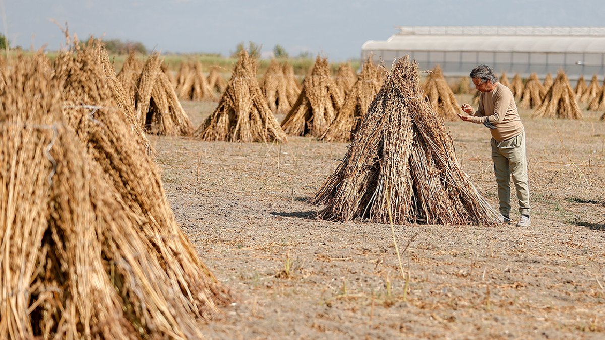 Türkiye’de üretim birincisi! Önce paketleniyor sonra yurt dışına gönderiliyor: Manavgat altınında tescil telaşı başladı