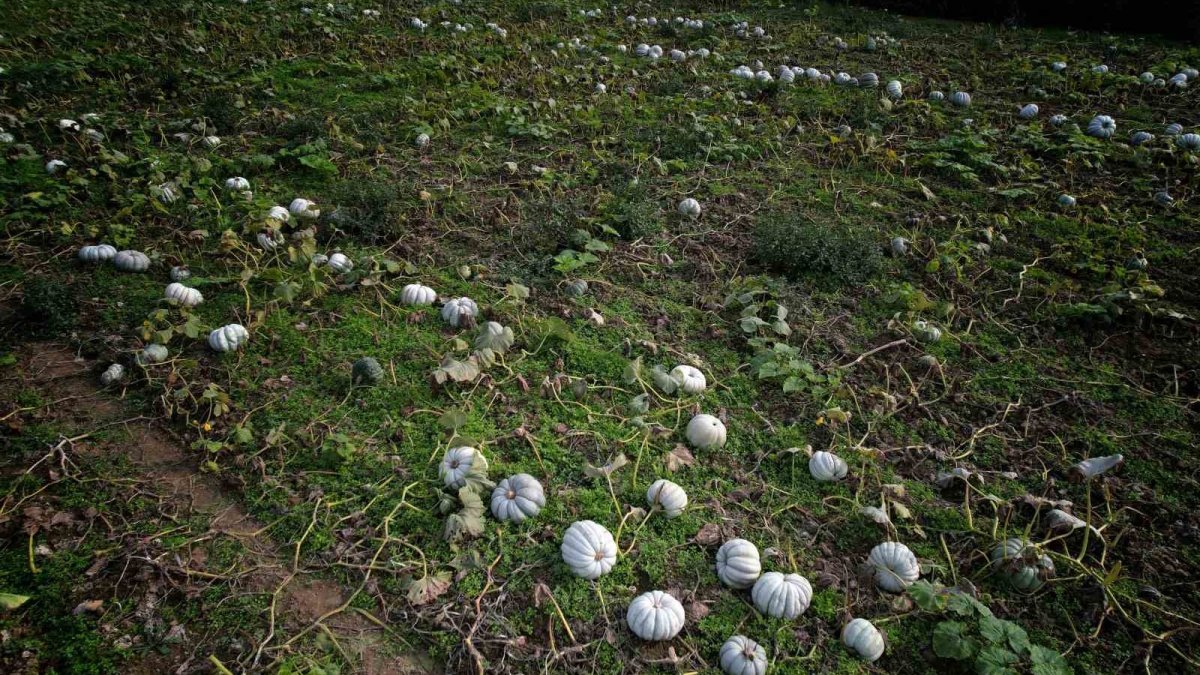 Her yerde kabak tatlısı ama orada elmas! Sakarya'nın 'beyaz elması' tarlalardan sofralara ulaştı: Yurt dışından bile geliyorlar