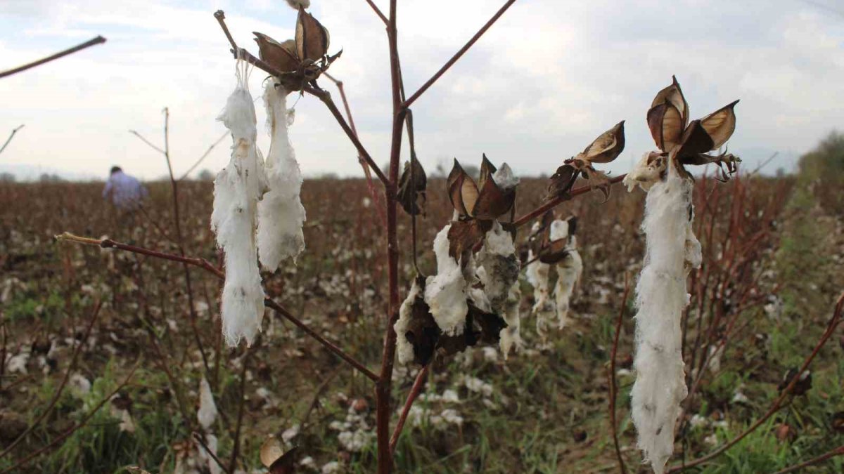 Hasat öncesi büyük şok! Aydın'da ceviz büyüklüğünde dolu pamuk tarlalarını vurdu: Zarar yüzde 80'e ulaştı